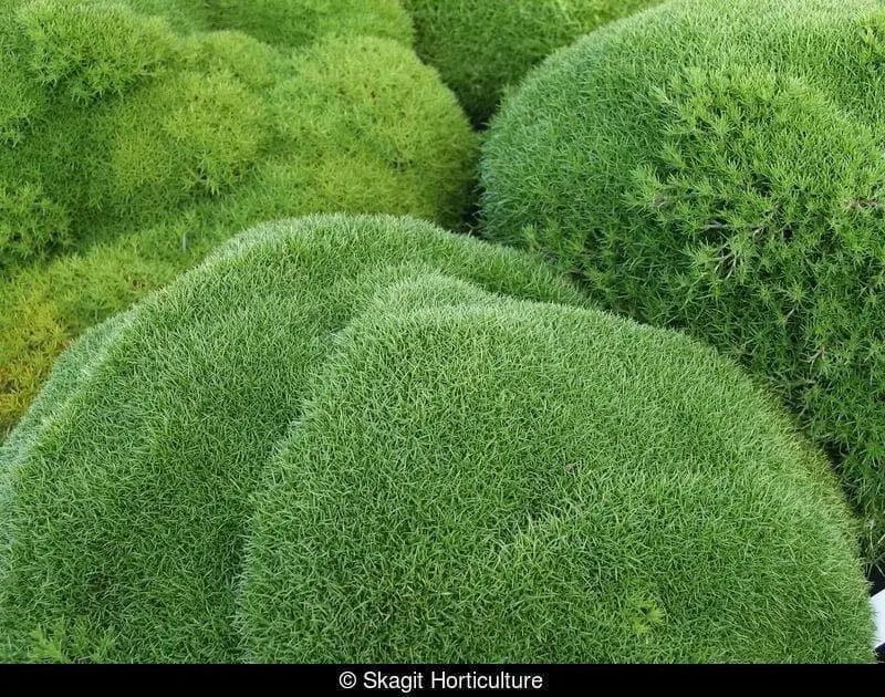 Knawel cushion Seeds. ( Scleranthus Biflorus ssp.) Mossy scabweed, groundcover - Caribbean garden seed