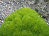 Knawel cushion Seeds. ( Scleranthus Biflorus ssp.) Mossy scabweed, groundcover - Caribbean garden seed