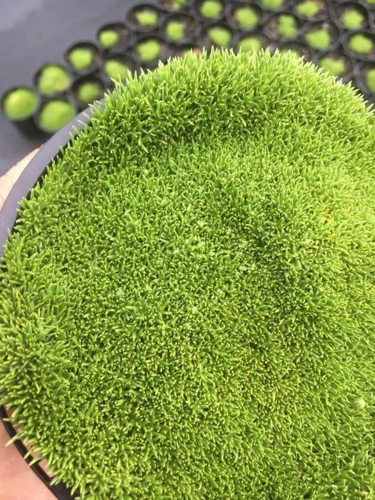 Knawel cushion Seeds. ( Scleranthus Biflorus ssp.) Mossy scabweed, groundcover - Caribbean garden seed