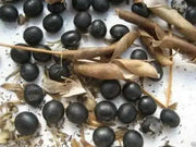 Korean Black Soybean Seeds,Edible soybean,asian vegetable - Caribbean garden seed