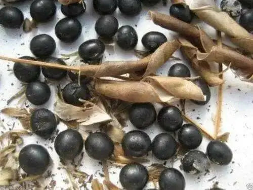 Korean Black Soybean Seeds,Edible soybean,asian vegetable - Caribbean garden seed