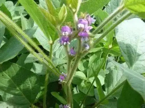 Korean Black Soybean Seeds,Edible soybean,asian vegetable - Caribbean garden seed