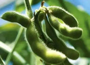 Korean Black Soybean Seeds,Edible soybean,asian vegetable - Caribbean garden seed