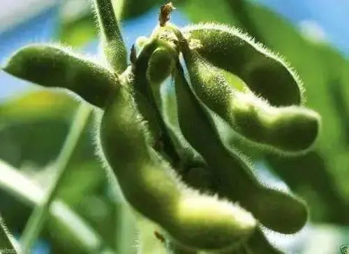 Korean Black Soybean Seeds,Edible soybean,asian vegetable - Caribbean garden seed