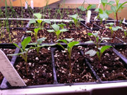 Kohlrabi Purple Vienna- VEGETABLE SEEDS - Caribbean garden seed