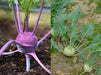 Kohlrabi Purple Vienna- VEGETABLE SEEDS - Caribbean garden seed