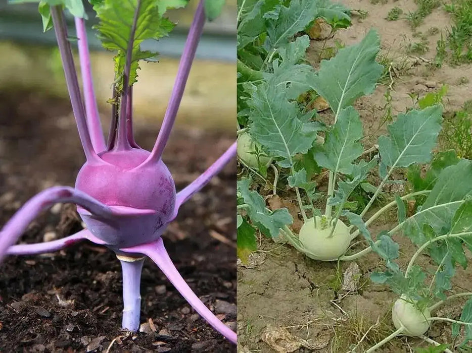 Kohlrabi Purple Vienna- VEGETABLE SEEDS - Caribbean garden seed