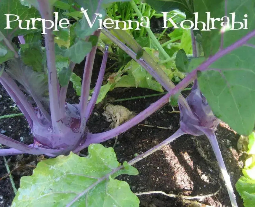 Kohlrabi Purple Vienna- VEGETABLE SEEDS - Caribbean garden seed