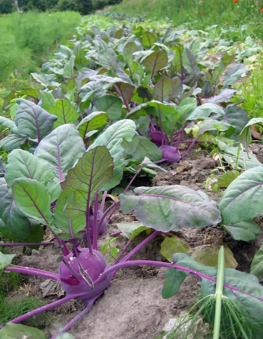 Kohlrabi Purple Vienna- VEGETABLE SEEDS - Caribbean garden seed