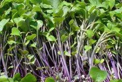 Kohlrabi Purple Vienna- VEGETABLE SEEDS - Caribbean garden seed