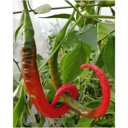 kung pao CHILI pepper SEEDS, (Capsicum annuum) Asian Vegetable - Caribbean garden seed