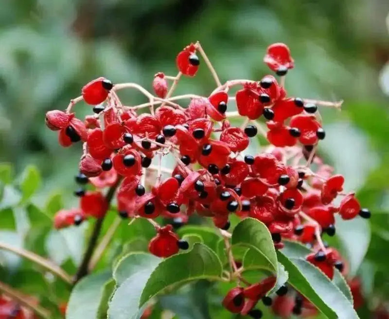 Korean Sweetheart, TREE SEED - Caribbean garden seed