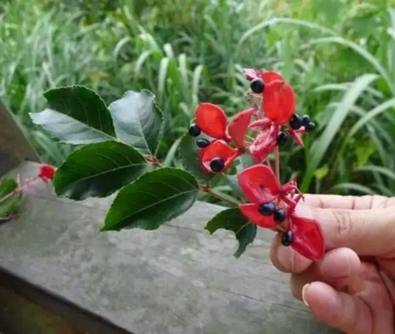 Korean Sweetheart, TREE SEED - Caribbean garden seed
