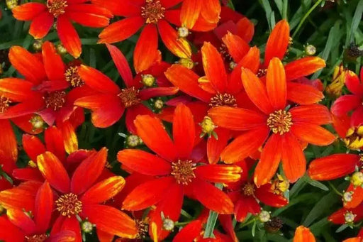 ladybird coreopsis, Live starter plant, perennial flowers - Caribbean garden seed