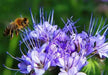 Lacy Phacelia Seeds -Blue-violet, Drought & Heat Tolerant Flowers- tanacetifolia - Caribbean garden seed