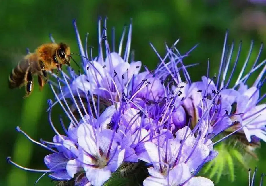 Lacy Phacelia Seeds -Blue-violet, Drought & Heat Tolerant Flowers- tanacetifolia - Caribbean garden seed