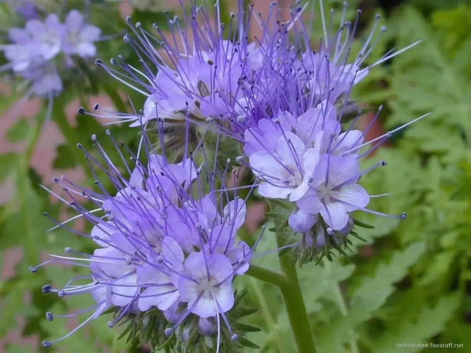 Lacy Phacelia Seeds -Blue-violet, Drought & Heat Tolerant Flowers- tanacetifolia - Caribbean garden seed