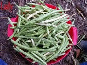 Lady Cream pea seed, Southern Peas, annual GARDEN VEGETABLE - Caribbean garden seed