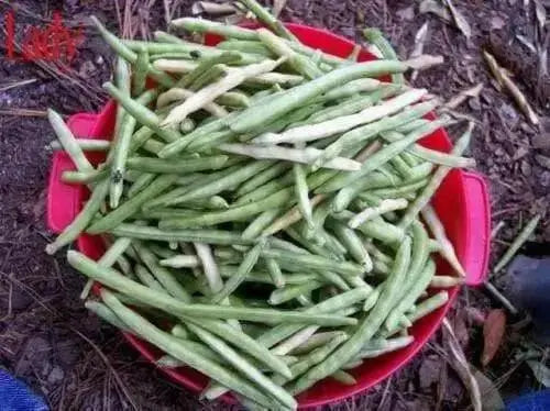 Lady Cream pea seed, Southern Peas, annual GARDEN VEGETABLE - Caribbean garden seed
