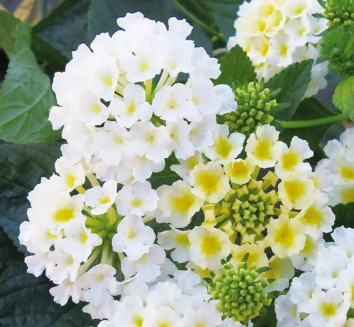 Lantana WHITE upright (STARTER PANT) Perennial Flowers - Caribbean garden seed