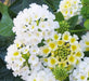 Lantana WHITE upright (STARTER PANT) Perennial Flowers - Caribbean garden seed