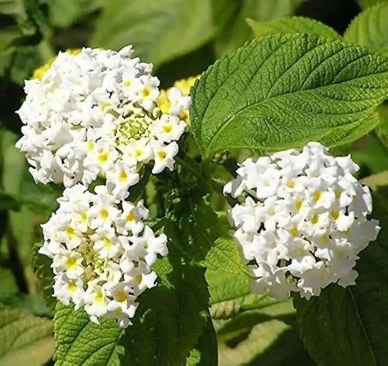 Lantana WHITE upright (STARTER PANT) Perennial Flowers - Caribbean garden seed