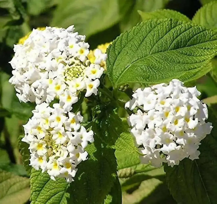 Lantana WHITE upright (STARTER PANT) Perennial Flowers - Caribbean garden seed