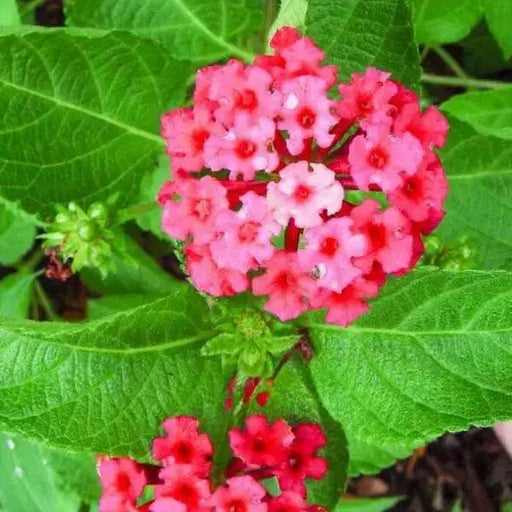 Lantana Florida Fuchsian (live Strater plant) dwarf - Caribbean garden seed