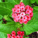 Lantana Florida Fuchsian (live Strater plant) dwarf - Caribbean garden seed