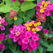 Lantana Florida Fuchsian (live Strater plant) dwarf - Caribbean garden seed