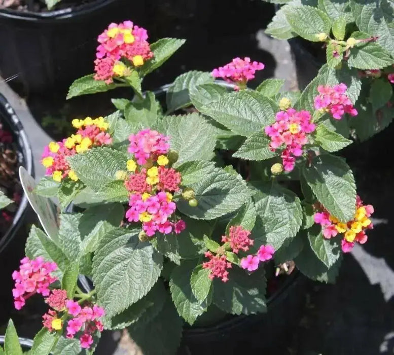 Lantana Florida Fuchsian (live Strater plant) dwarf - Caribbean garden seed