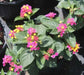 Lantana Florida Fuchsian (live Strater plant) dwarf - Caribbean garden seed