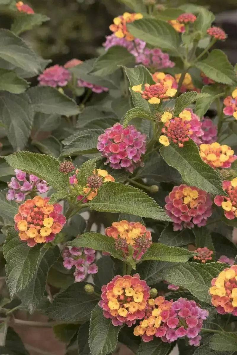 LANTANA CONFETTI (STARTER PANT) Perennial Flowers - Caribbean garden seed