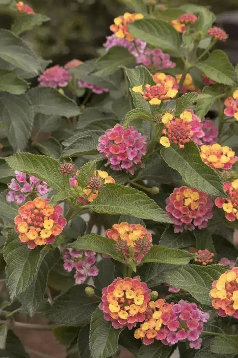 LANTANA CONFETTI (STARTER PANT) Perennial Flowers - Caribbean garden seed
