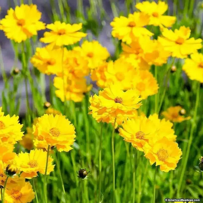 Lance Leaf Coreopsis Seeds (Coreopsis lanceolata) YELLOW Tickseed. - Caribbean garden seed