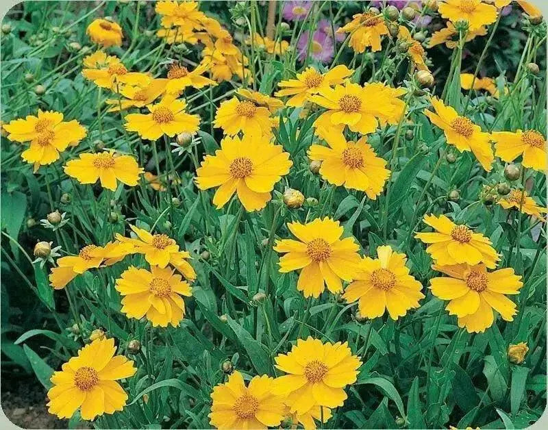 Lance Leaf Coreopsis Seeds (Coreopsis lanceolata) YELLOW Tickseed. - Caribbean garden seed