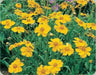 Lance Leaf Coreopsis Seeds (Coreopsis lanceolata) YELLOW Tickseed. - Caribbean garden seed
