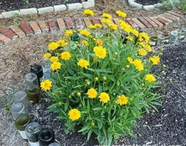 Lance Leaf Coreopsis Seeds (Coreopsis lanceolata) YELLOW Tickseed. - Caribbean garden seed