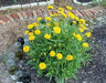 Lance Leaf Coreopsis Seeds (Coreopsis lanceolata) YELLOW Tickseed. - Caribbean garden seed