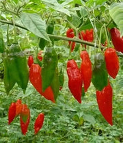 LANTERN HABANERO ,Hot PEPPER SEEDS - Capsicum chinense - Caribbean garden seed