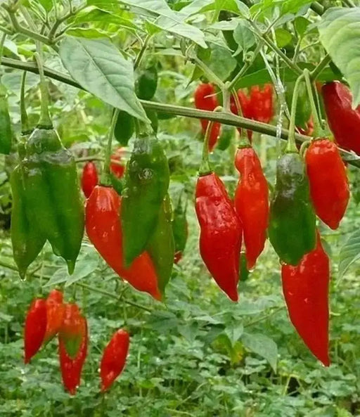 LANTERN HABANERO ,Hot PEPPER SEEDS - Capsicum chinense - Caribbean garden seed