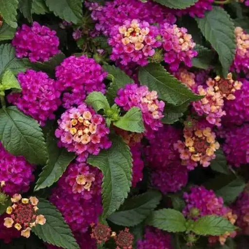 LANTANA DARK PURPLE (STARTER PANT) Perennial Flowers - Caribbean garden seed