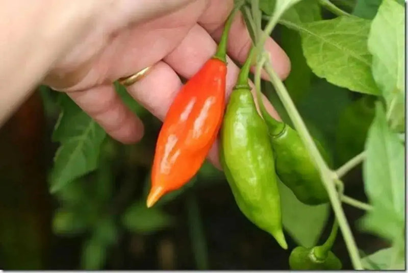 LANTERN HABANERO ,Hot PEPPER SEEDS - Capsicum chinense - Caribbean garden seed