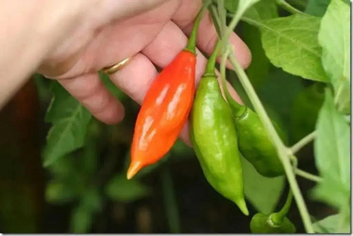 LANTERN HABANERO ,Hot PEPPER SEEDS - Capsicum chinense - Caribbean garden seed