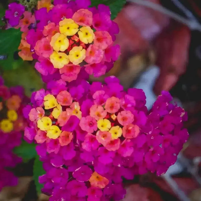 LANTANA DARK PURPLE (STARTER PANT) Perennial Flowers - Caribbean garden seed