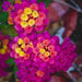 LANTANA DARK PURPLE (STARTER PANT) Perennial Flowers - Caribbean garden seed