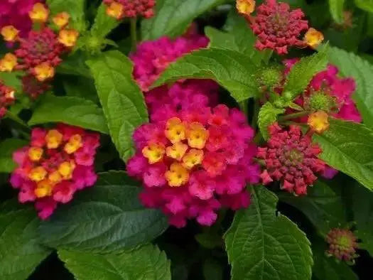 LANTANA DARK PURPLE (STARTER PANT) Perennial Flowers - Caribbean garden seed