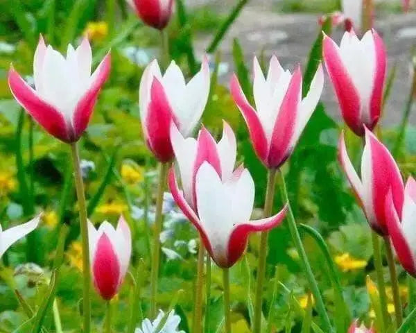 Lady Jane 'Species Tulip bulbs - Caribbean garden seed