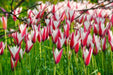 Lady Jane 'Species Tulip bulbs - Caribbean garden seed