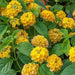 LANTANA CHAPEL HILL YELLOW (STARTER PANT) Perennial Flowers - Caribbean garden seed